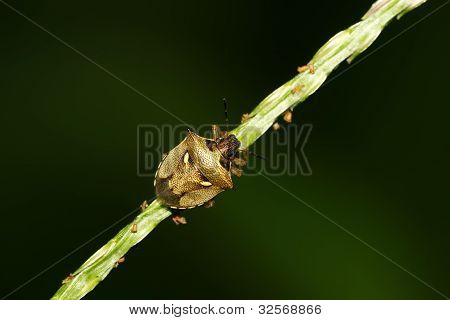 Stinkbug