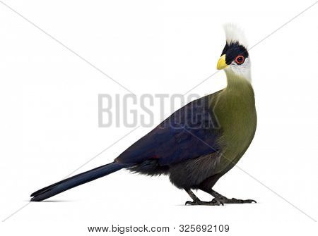 White-crested turaco, Tauraco leucolophus standing against white background