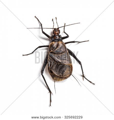 Ethiopian Cricket, Homoeogryllus xanthographus, in front of white background