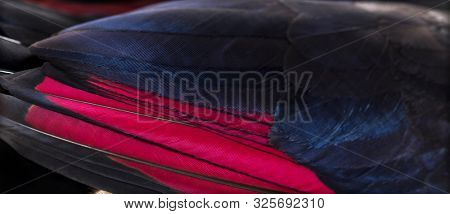 Close up of White-crested turacos, Tauraco leucolophus, wing