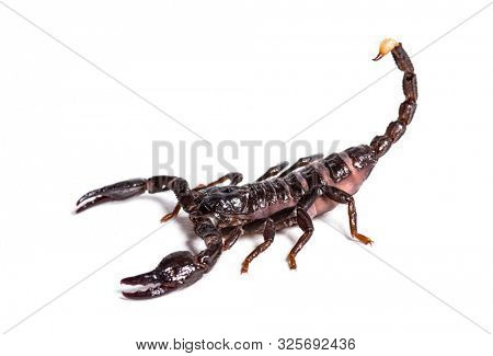 Scorpion, Pandinus dictator, in front of white background