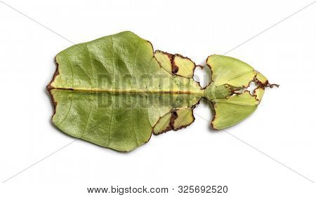 Leaf insect, Phyllium giganteum, in front of white background