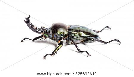 Rainbow stag beetle, Phalacrognathus muelleri, in front of white background