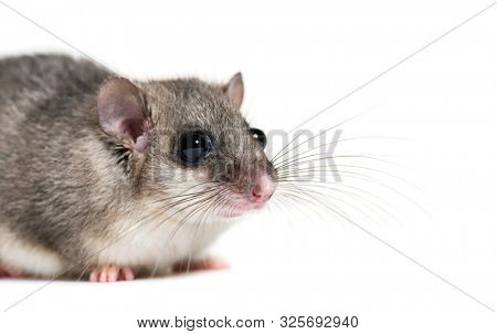 Edible Dormouse or Fat Dormouse, Glis glis, in front of white background