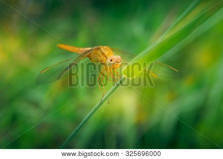 One Large Golden Yellow Dragonfly Resting On Green Grass. Sympetrum Flaveolum Specie. Unfocused Gree