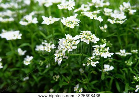 Alyssum. Alyssum Flowers. Sweet Alyssum Or Sweet Alison. Floral Pattern. Spring And Summer Flowers B