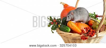 Banner. Cute Rat Dumbo With Vegetables On A White Isolated Background. Branches Of Mountain Ash, Ros