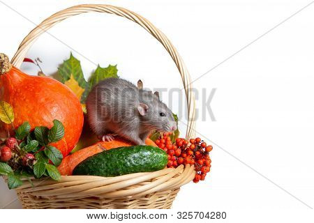 Cute Rat Dumbo With Vegetables On A White Isolated Background. Branches Of Mountain Ash, Rose Hips, 