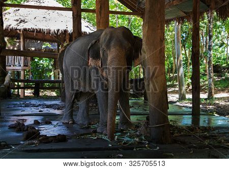Sad Elephant Chained By Foot On Elephant Farm In Thailand On Koh Chang Island. Front View