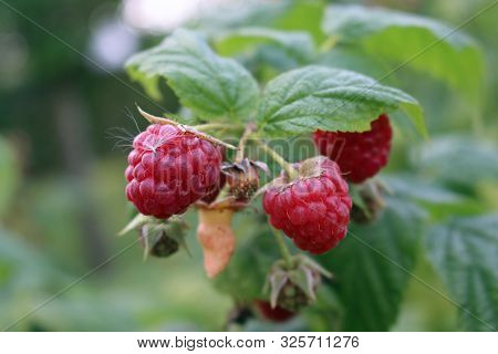 Raspberry, Rubus Idaeus, Ripe Red Fruits And Already Picked Ones With Leaves And A Blurred Backgroun