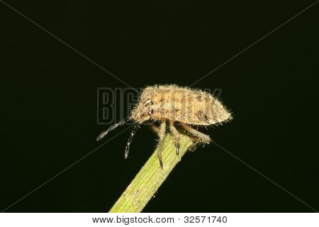 Stinkbug