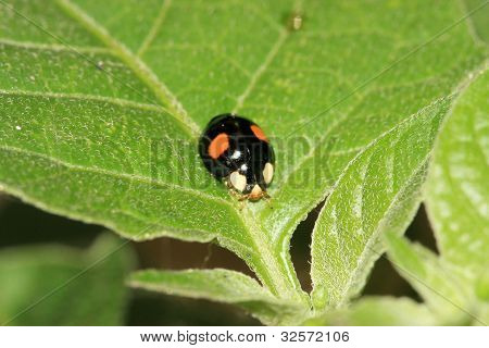 Ladybug