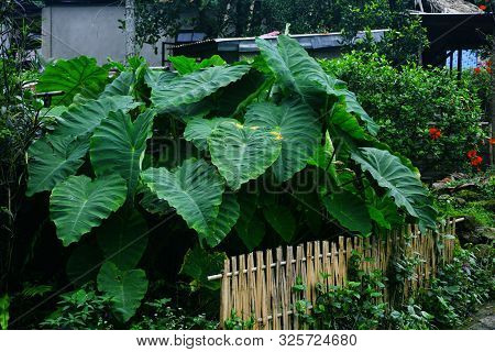 Big Green Leaves Of Taro Plant Also Known As Colocasia Esculenta And  China Rose ( Hibiscus Rosasine