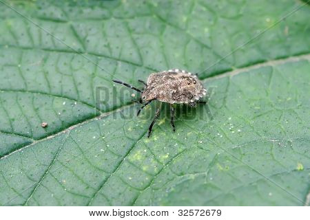 Stinkbug auf dem Blatt in der Wildnis
