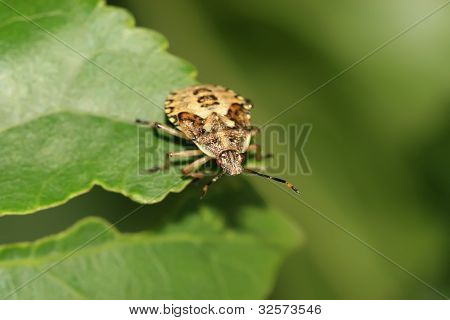 Stinkbug