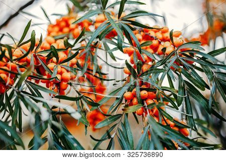 Sea Buckthorn Grows On A Tree Close-up (hippophae Rhamnoides). Medicinal Plant.