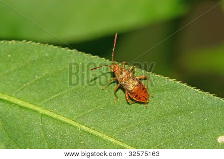 Stinkbug