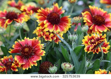 Gaillardia Plants And Flowers Are In Perennial Winter-proof And Annual Plants. The Genus Has More Th