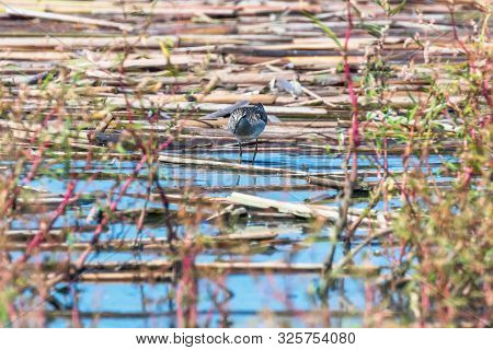 Sandpiper, Wood Sandpiper In Shallow Water (tringa Glareola) Wader Bird Sandpiper