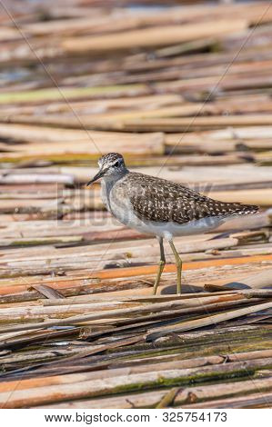 Sandpiper, Wood Sandpiper (tringa Glareola) Wader Bird Sandpiper