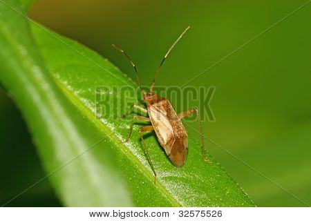 Stinkbug