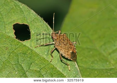 Stinkbug