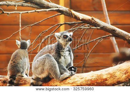 Lemuriformes. Lemur Sits On A Tree Branch