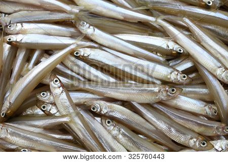 fresh whitebait, japanese smelt, wakasagi

