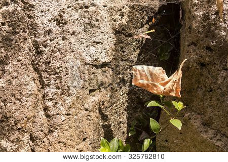 Dry Fallen Leaf, Cought By Spidernet, Seems Just Hanging In The Air. Rock In The Background. Faial D