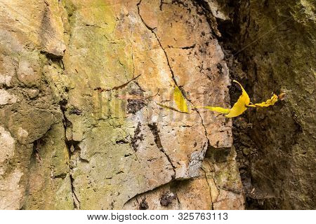 Dry Fallen Leaf, Cought By Spidernet, Seems Just Hanging In The Air. Rock In The Background. Faial D