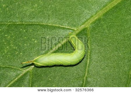 Fagioli Convolvuli