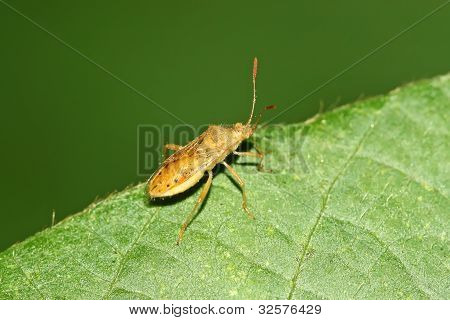 Stinkbug