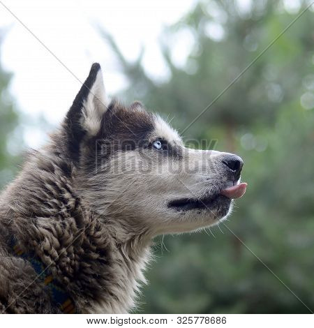 Arctic Malamute With Blue Eyes Muzzle Portrait Close Up. This Is A Fairly Large Dog Native Type