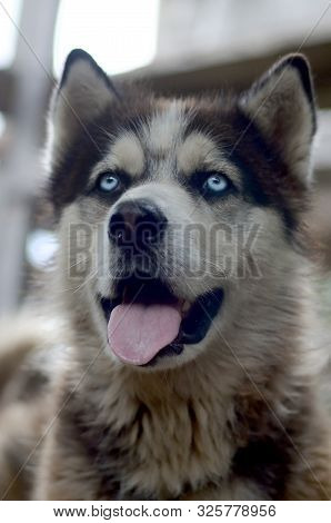 Arctic Malamute With Blue Eyes Muzzle Portrait Close Up. This Is A Fairly Large Dog Native Type