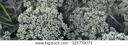 Lot Of Blooming Hylotelephium Telephium White Flowers With Green Leaves And Stems