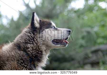 Arctic Malamute With Blue Eyes Muzzle Portrait Close Up. This Is A Fairly Large Dog Native Type