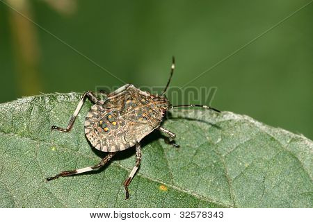 Stinkbug