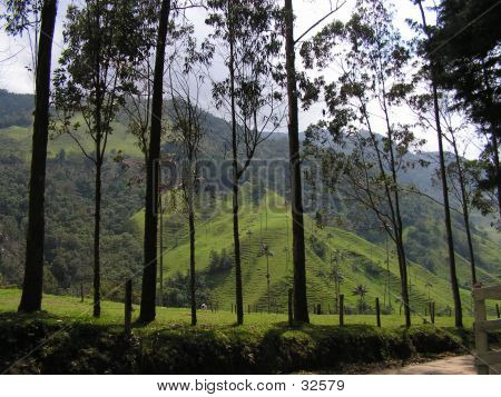 Valle De Cocora