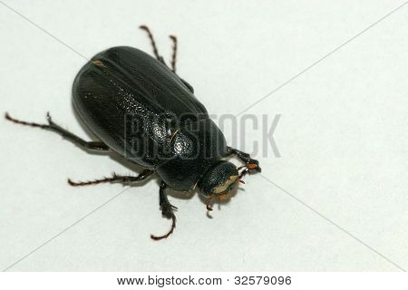Dung Beetle