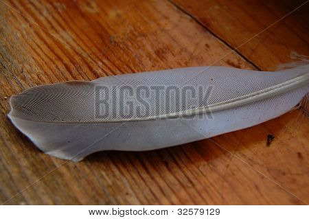 Fjer, fugl, byttedyr