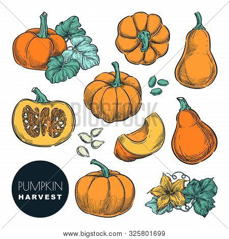 Whole Pumpkins And Pumpkin Slices Isolated On White Background. Color Sketch Vector Illustration. Au