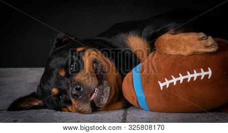Rottweiler female laying down with stuffed football