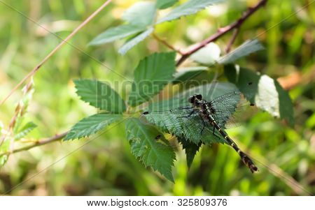 Isolated Dragonfly Resting On A Leaf On Summerday