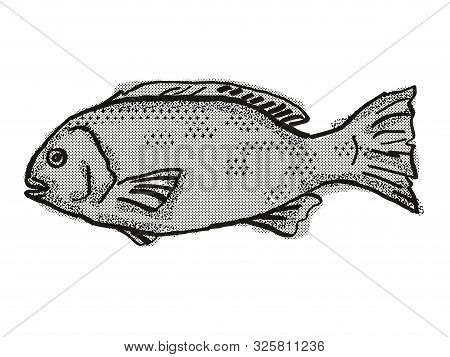 Retro Cartoon Style Drawing Of A Western Rock Blackfish , A Native Australian Marine Life Fish Speci