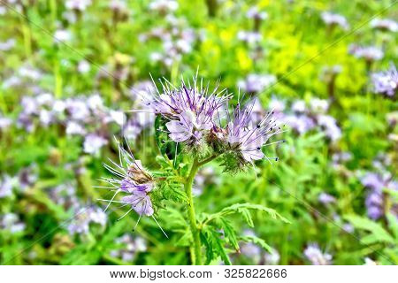 A Phacelia Blooming And The Green Grass