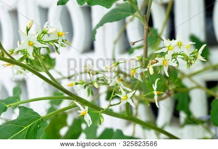 Vegetable And Herb, Eggplant Tree Or Aubergine Plant With White Blossoms In A Kitchen Garden.