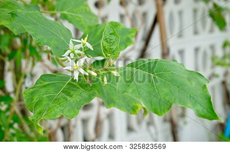 Vegetable And Herb, Eggplant Tree Or Aubergine Plant With White Blossoms In A Kitchen Garden.