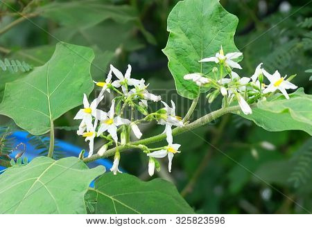 Vegetable And Herb, Eggplant Tree Or Aubergine Plant With White Blossoms In A Kitchen Garden.