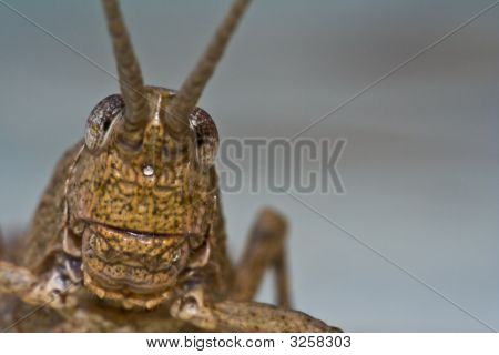 Grasshopper twarz