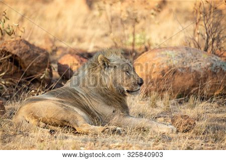 Young Male Lion Lying Down In Shade To Rest
